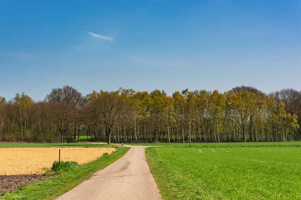 Camino en el campo soleado a principios de primavera . — Foto de Stock