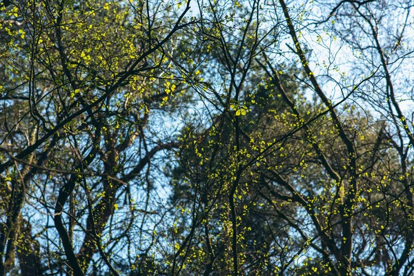 Свіже зелене листя в дереві в сонячний день на початку весни . — стокове фото