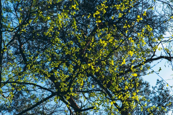 Feuilles vertes fraîches dans l'arbre par une journée ensoleillée au début du printemps . — Photo