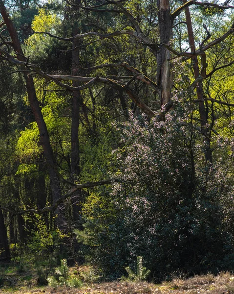 Forest with fresh green leaves in early spring. — Stock Photo, Image