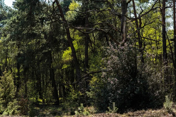 Erken ilkbaharda taze yeşil yaprakları ile Orman. — Stok fotoğraf