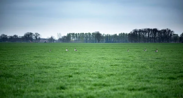 Gansos Greylag em terras agrícolas sob céu nublado . — Fotografia de Stock