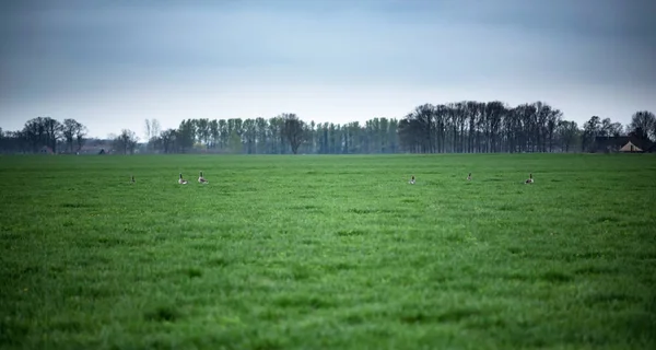 Greylag geese in farmland under cloudy sky. — Stock Photo, Image