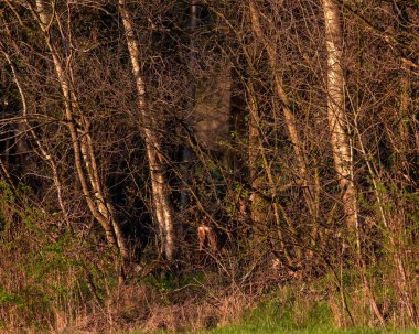 Güneşli ormanda saklanan karaca doe.