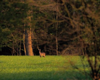 Erken ilkbaharda akşam güneşinde çayırda Roebuck. 