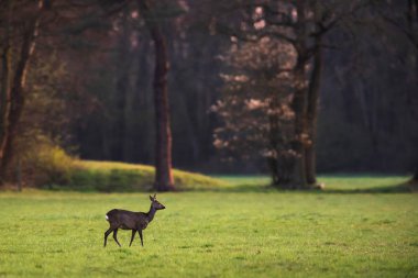 Erken ilkbaharda gün batımında orman çayırKaraca doe.