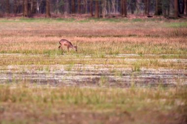 Gün batımında otlaksu sulak alanda otlayan karaca.