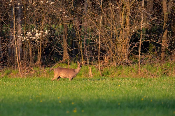 Ree doe in zonnige weide nabij bos in het voorjaar. — Stockfoto