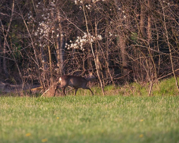 Chevreuil biche dans un pré ensoleillé se jetant dans la forêt au printemps . — Photo