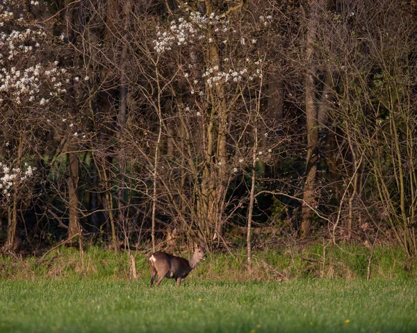 Chevreuil biche dans une prairie ensoleillée près de la forêt au printemps . — Photo