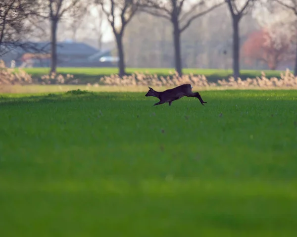 Roe deer doe running through meadow. — Stock Photo, Image
