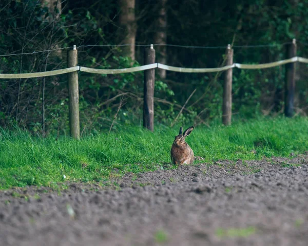 Hare vid kanten av jordbruksmark nära staket. — Stockfoto