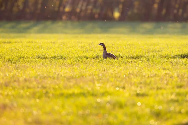 Ganso egipcio en el prado en el sol de la tarde a principios de primavera . —  Fotos de Stock