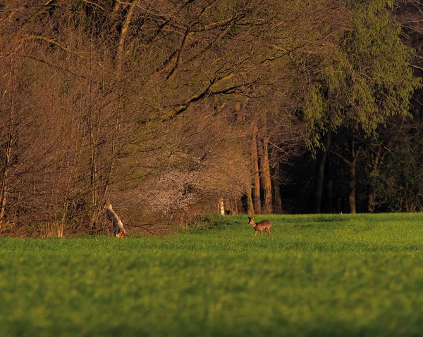 Roebuck en el prado cerca del bosque en el sol de la tarde a principios de primavera . —  Fotos de Stock