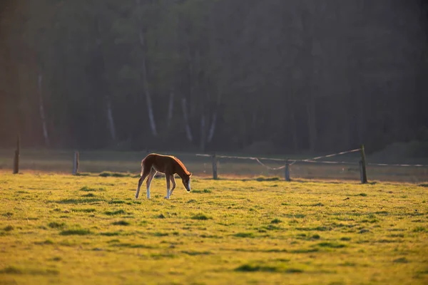 森の近くの草原で夕日の子馬. — ストック写真