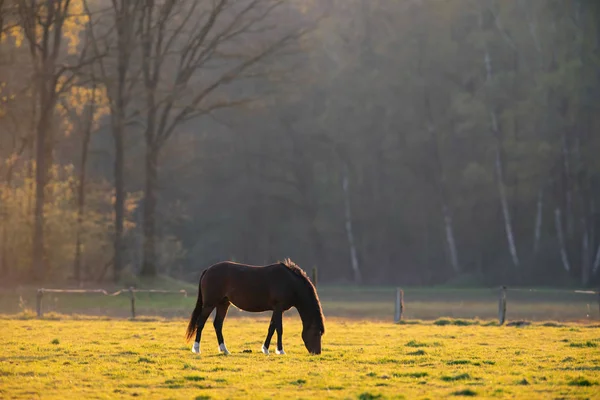 Cheval brun dans la prairie en contre-jour du soleil du soir . — Photo