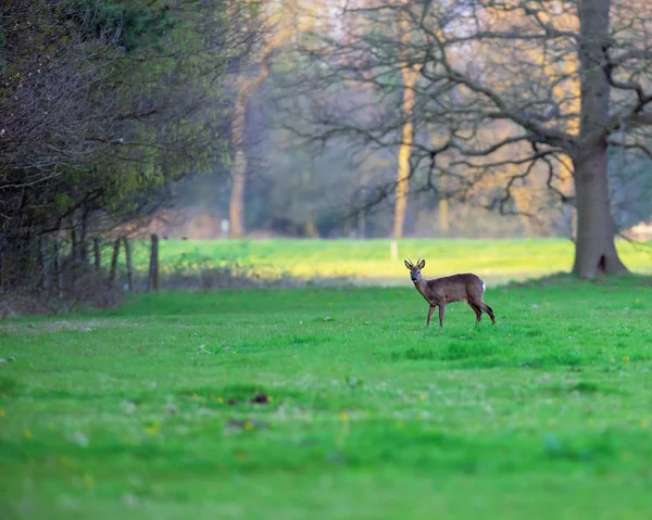 Roebuck in meadow at edge of forest at sunset. — Stock Photo, Image