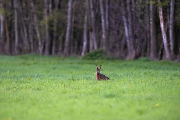 Hare in forest meadow in early spring. — Stock Photo, Image