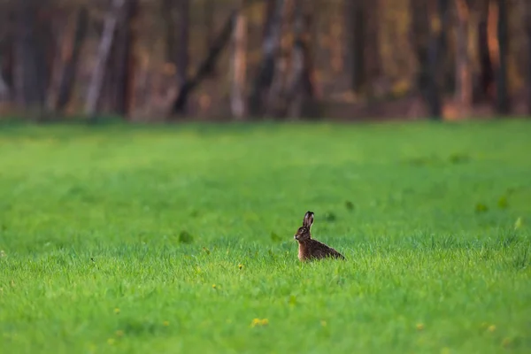 Hare sitting in forest meadow at sunset. — Stock Photo, Image