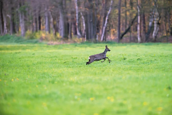 Ciervo corzo corriendo en el prado del bosque a principios de primavera . — Foto de Stock