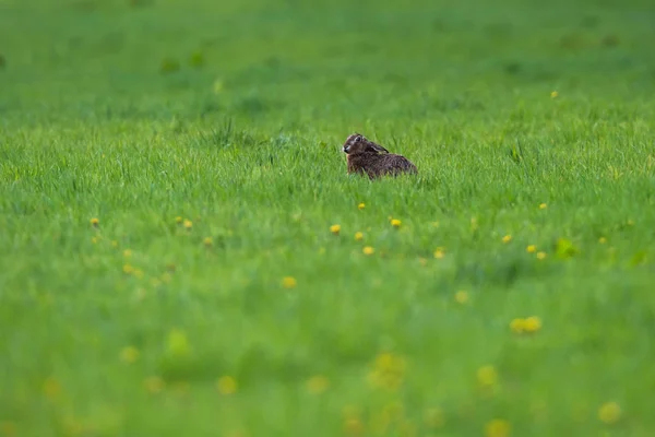 Alert hare in meadow in spring. — Stock Photo, Image