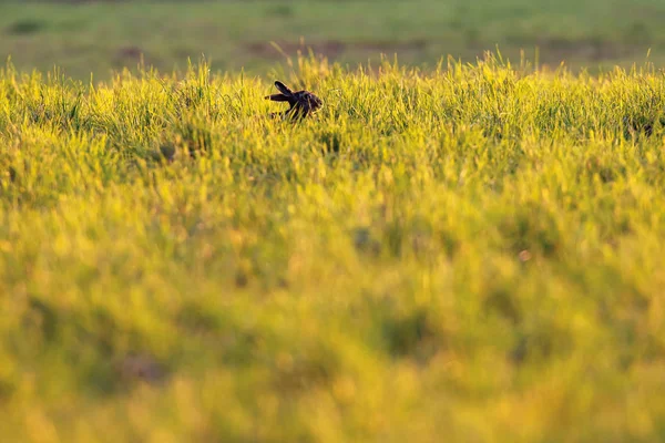 Hare in meadow in evening sun. — Stock fotografie