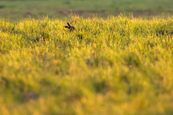 Lièvre dans la prairie au soleil du soir . — Photo