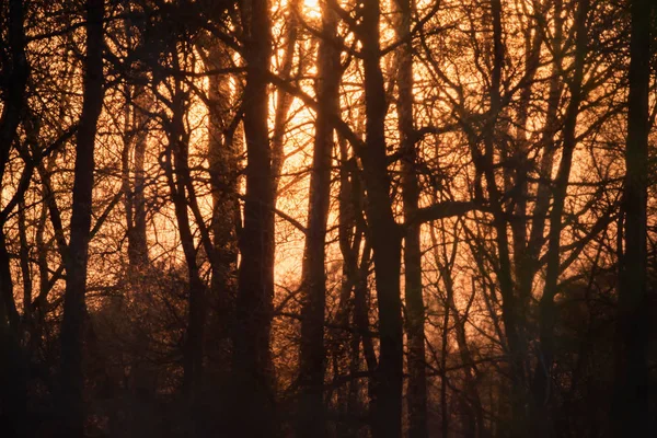 Pôr do sol através de troncos na floresta . — Fotografia de Stock