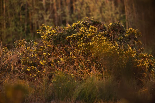 Cespugli con fiore giallo alla luce del sole di sera . — Foto Stock