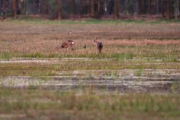 Grazing roe deer in grassy wetland at sunset. — Stock Photo, Image