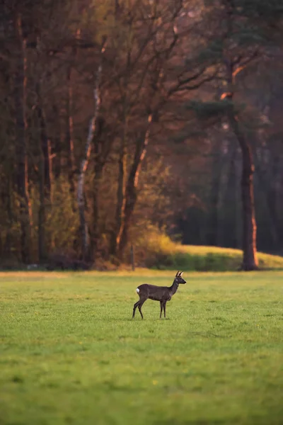 Ree doe in bos weide bij zonsondergang in het vroege voorjaar. — Stockfoto