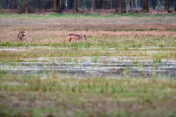 Weidende Rehe im grasbewachsenen Feuchtgebiet bei Sonnenuntergang. — Stockfoto