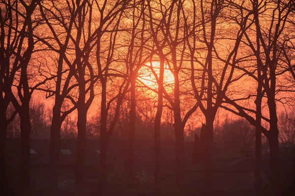 Sunset přes les s siluety kmenů. — Stock fotografie