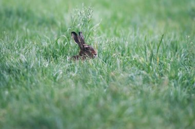 Hare sitting in meadow with tall grass.