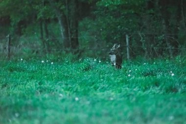 Gün batımında ormanın kenarında çayırda Roebuck.