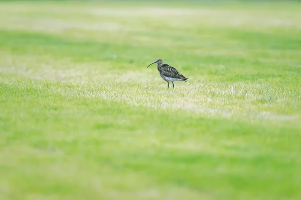 Eurasian curlew in fresh mowed meadow in spring. — Stock Photo, Image