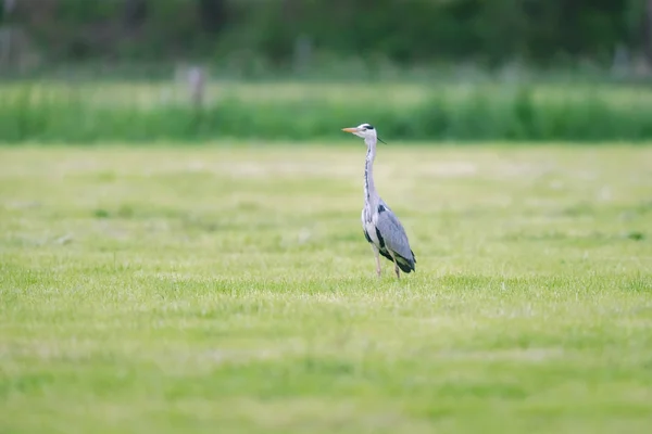 Airone grigio nel prato fresco falciato in primavera . — Foto Stock