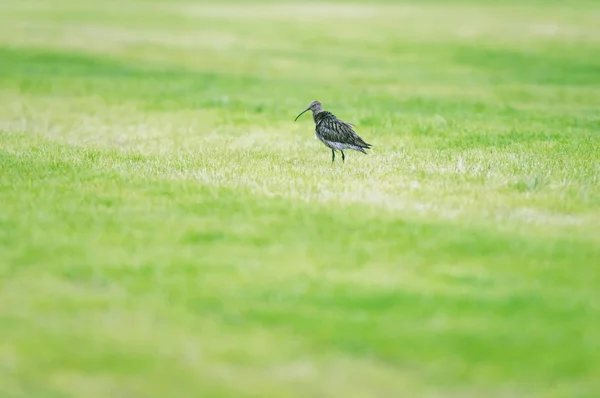 Eurasian curlew in fresh mowed meadow in spring. — Stock Photo, Image