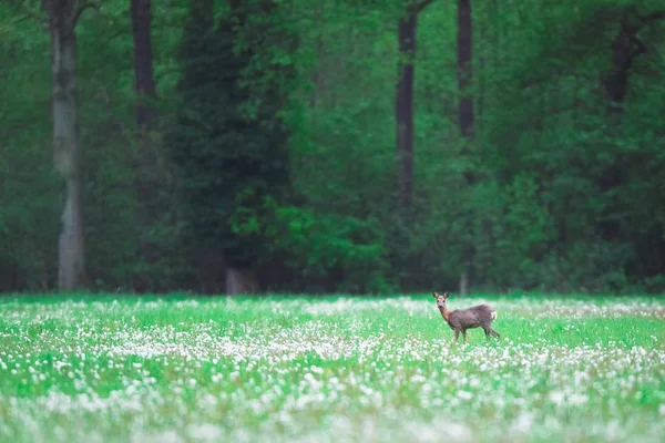 Capriolo cervo nel prato della foresta con denti di leone sbiaditi . — Foto Stock