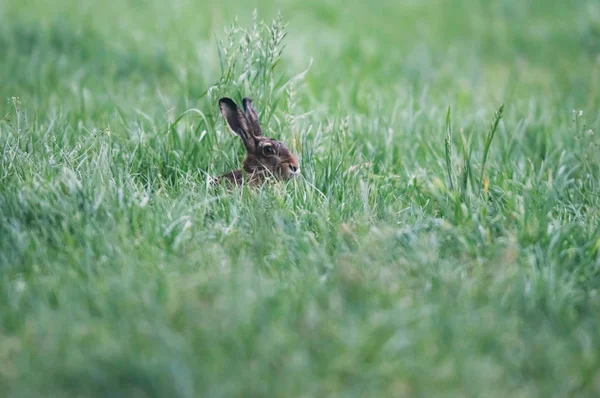 Lepre seduta nel prato con erba alta . — Foto Stock