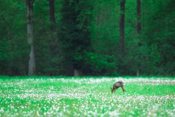 Biche chevreuil brouteuse dans un pré forestier avec des pissenlits fanés . — Photo