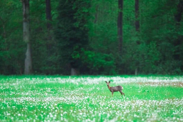 Roe cervo corça no prado da floresta com dentes-de-leão desbotados . — Fotografia de Stock