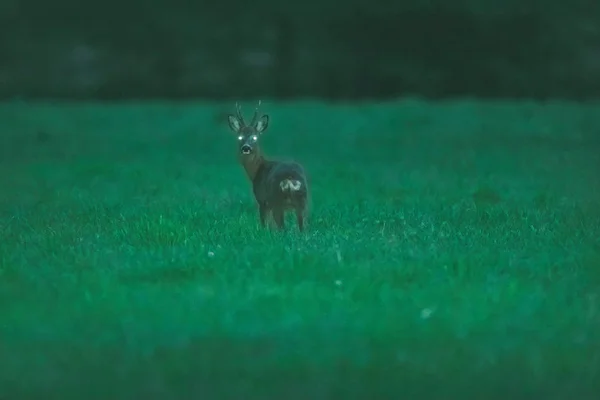 Roebuck no prado durante o crepúsculo na primavera . — Fotografia de Stock