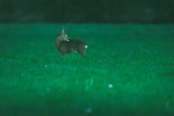 Roebuck limpando sua pele no prado durante o crepúsculo na primavera . — Fotografia de Stock