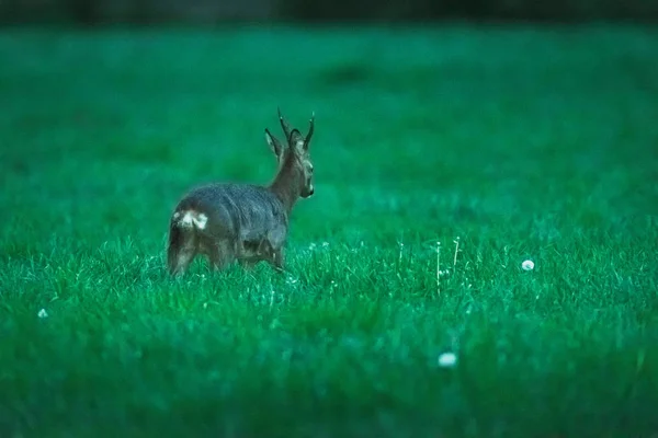 Rehbock in der Frühlingsdämmerung auf der Wiese. — Stockfoto