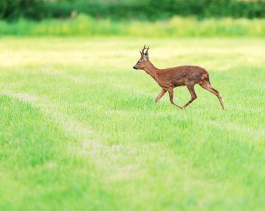 Roebuck ilkbaharda biçilmiş çayırda yürüyor.