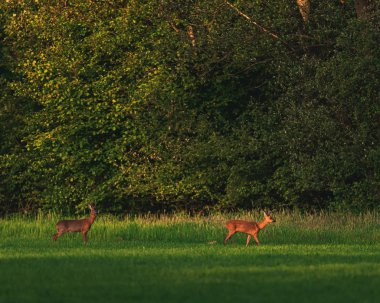 Karaca doe ve roebuck akşam sunlig orman yakınında çayır