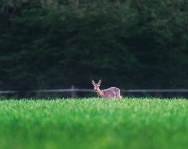 İlkbaharda tarım arazilerinde karaca doe.