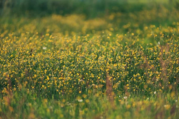 Gelbe Wildblumen auf der Wiese im Frühling in der Abendsonne. — Stockfoto