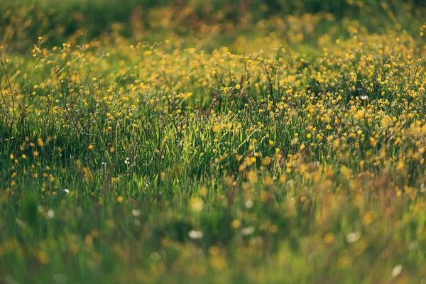 Yellow wild flowers in meadow in spring in evening sunlight. — 스톡 사진